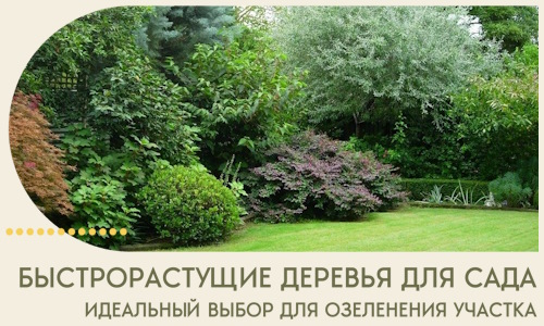Быстрорастущие деревья для сада идеальный выбор в Барабинске