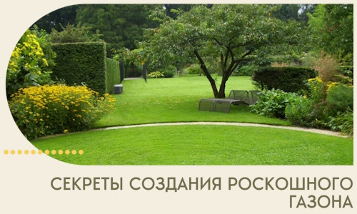 Секреты создания роскошного газона в Барабинске